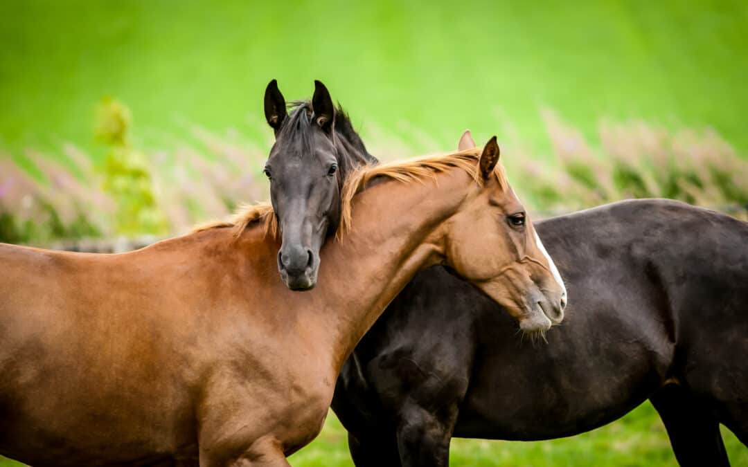 Hästar får oss att må bra – vi har ansvar för att de mår bra￼