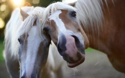 Misstänker du att din häst har hormonsjukdomen PPID? Kontakta veterinär!￼